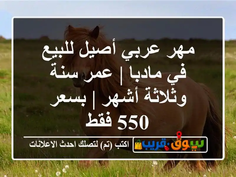 مهر عربي أصيل للبيع في مادبا | عمر سنة وثلاثة أشهر...