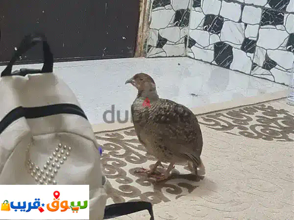 حجل ذكر للبيع | طائران مميزان بصحة فائقة | فرصة...