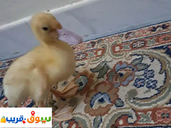 Ducks for adoption