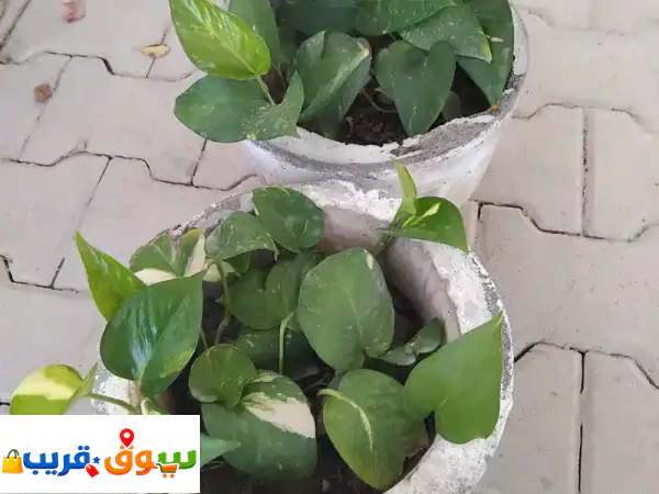 plants for sale