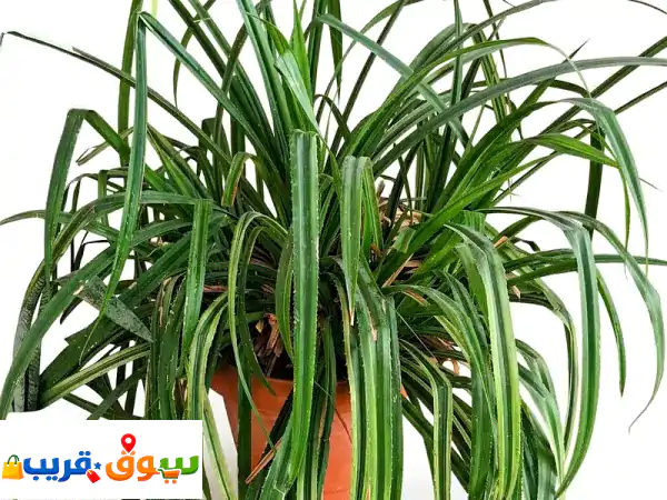 نبات باندانوس/عنكبوت كبير وصحي (75 سم) – أضف لمسة...