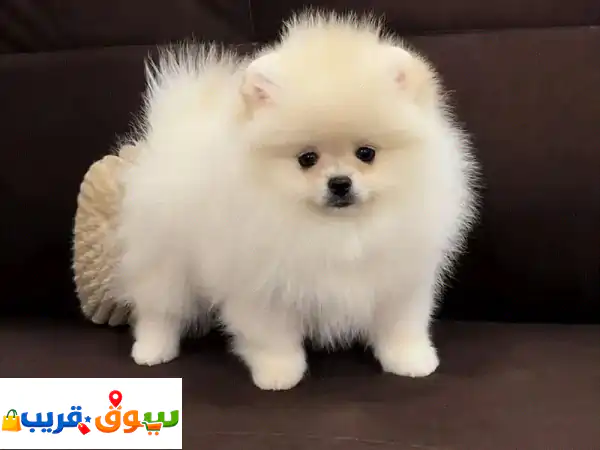 Russian Pomeranian full pure origin puppy