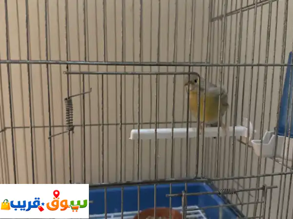 ذكارا كناري انثا وحده