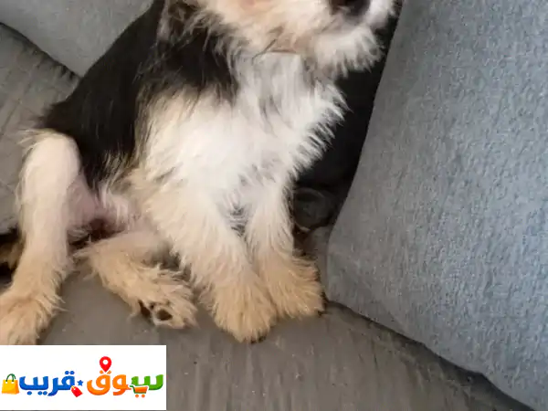 9 mos old Cutie Puppies