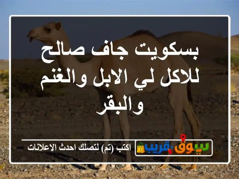 بسكويت جاف صالح للاكل لي الابل والغنم والبقر