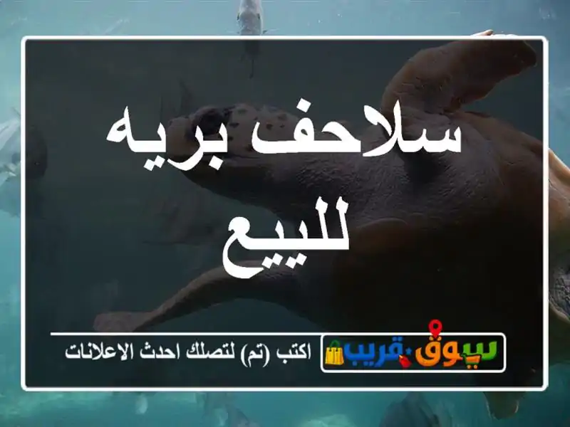 سلاحف بريه للييع