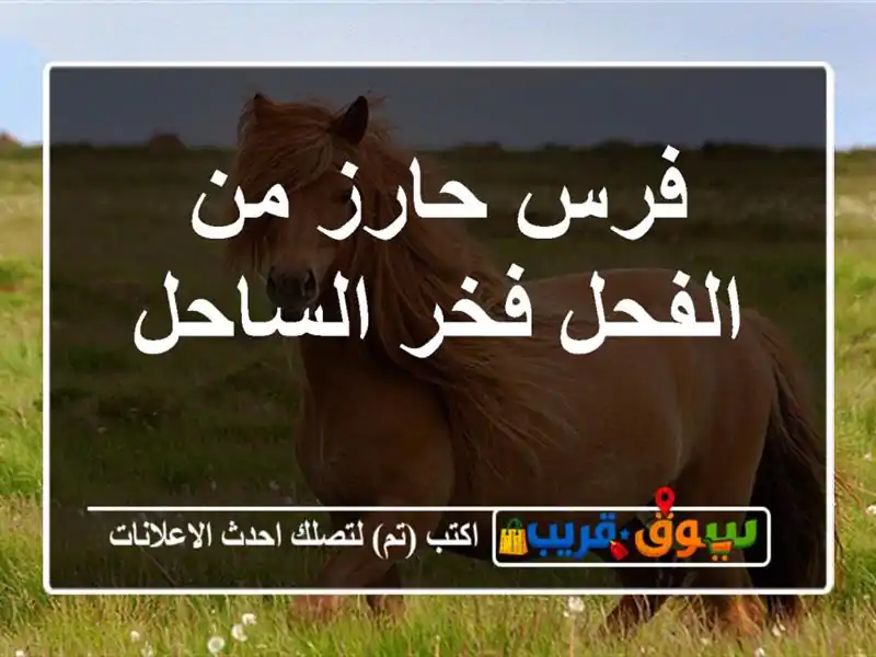 فرس حارز من الفحل فخر الساحل