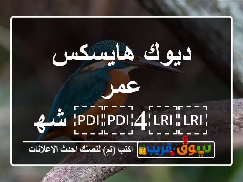 ديوك هايسكس عمر ⁦⁦4⁩⁩ شهور