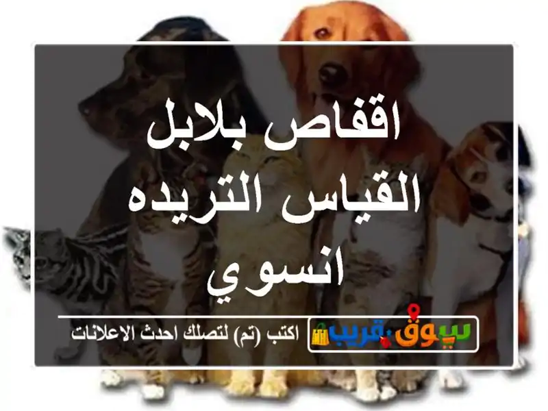 اقفاص بلابل القياس التريده انسوي