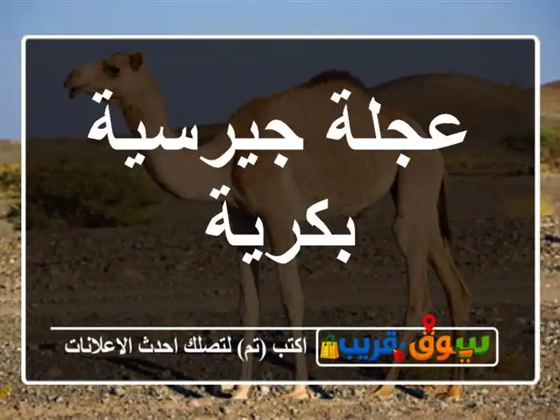 عجلة جيرسية بكرية