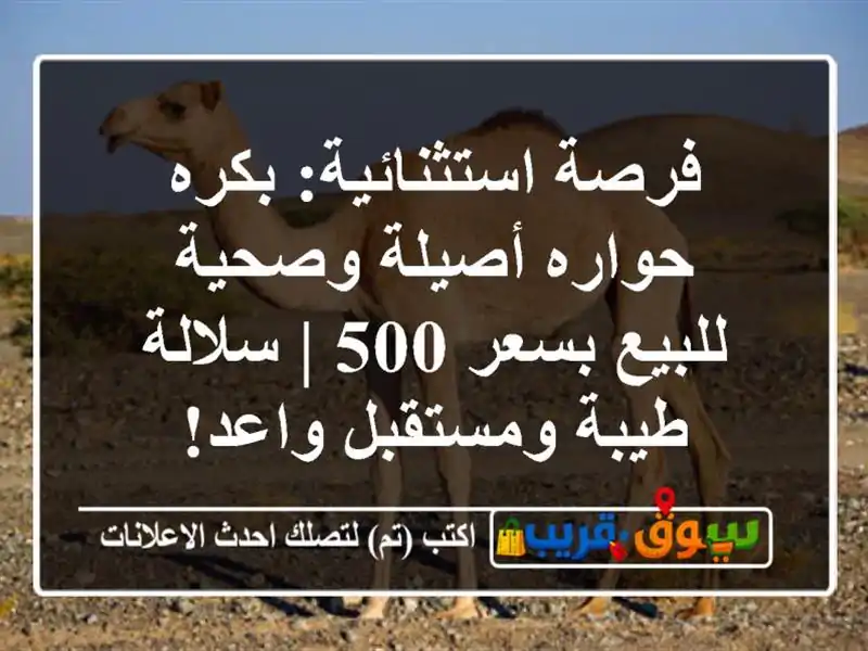 فرصة استثنائية: بكره حواره أصيلة وصحية للبيع بسعر 500...