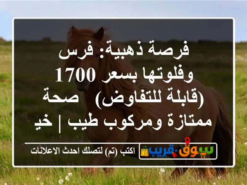 فرصة ذهبية: فرس وفلوتها بسعر 1700 (قابلة للتفاوض) -...