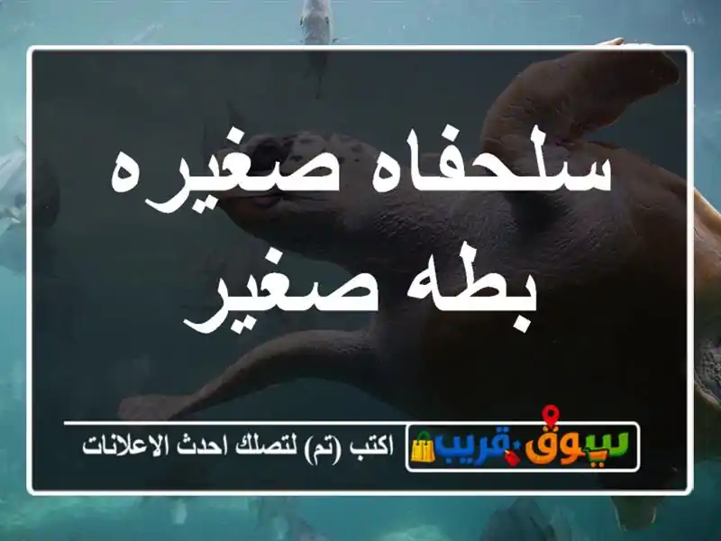 سلحفاه صغيره بطه صغير