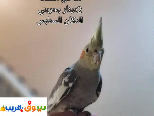 🦜 كوكتيل أليف وهدد: رفيقك المثالي، لعوب ومطيع -...