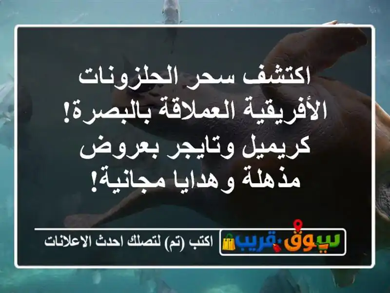 اكتشف سحر الحلزونات الأفريقية العملاقة...