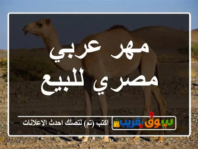 مهر عربي مصري للبيع