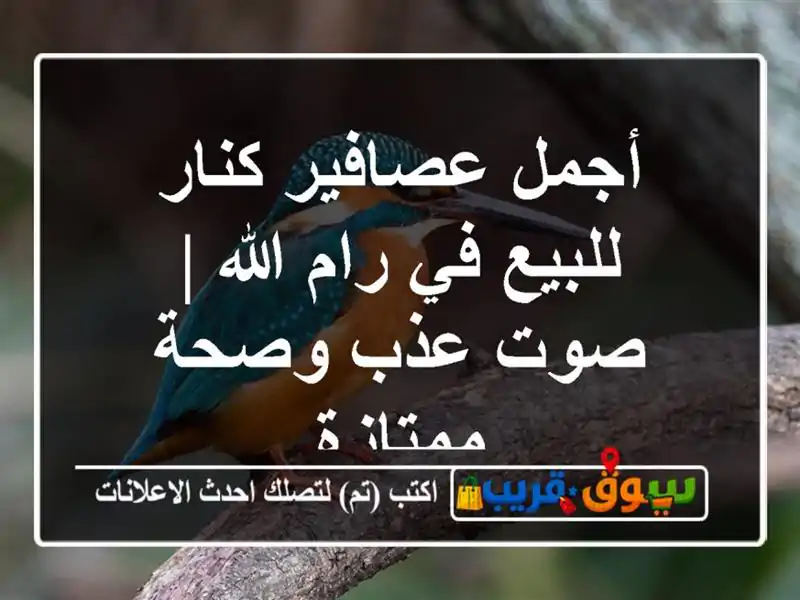 أجمل عصافير كنار للبيع في رام الله | صوت عذب وصحة ممتازة