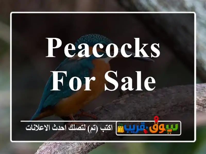 Peacocks for sale