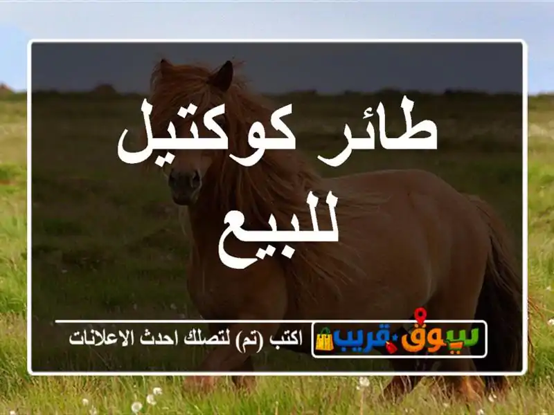 طائر كوكتيل للبيع