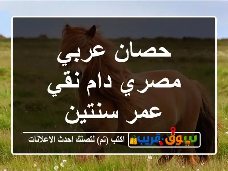 حصان عربي مصري دام نقي عمر سنتين