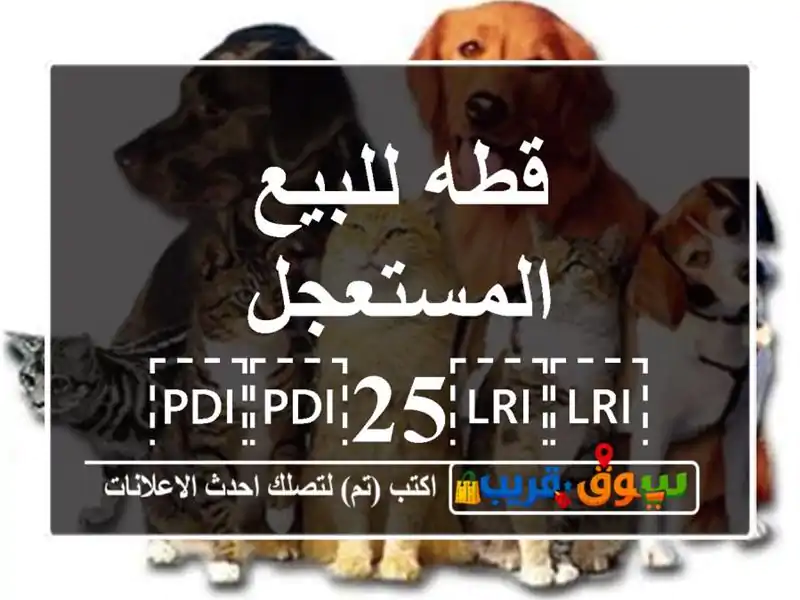 قطه للبيع المستعجل ⁦⁦25⁩⁩