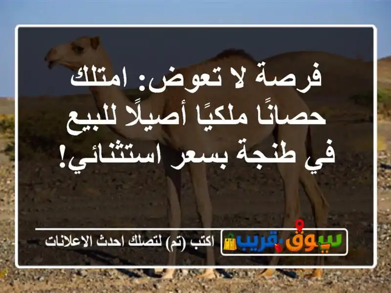 فرصة لا تعوض: امتلك حصانًا ملكيًا أصيلًا للبيع في...
