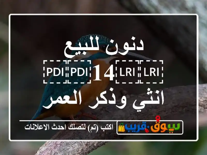 دنون للبيع ⁦⁦14⁩⁩ انثي وذكر العمر ⁦⁦8⁩⁩ شهور