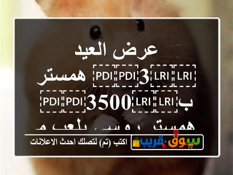 عرض العيد ⁦⁦3⁩⁩ همستر ب⁦⁦3500⁩⁩ همستر روسي يلعب...