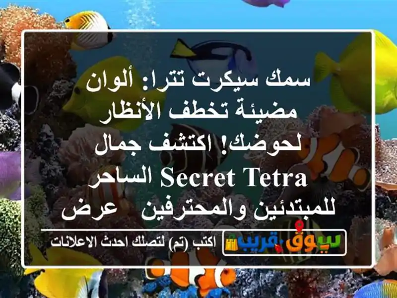 سمك سيكرت تترا: ألوان مضيئة تخطف الأنظار لحوضك!...