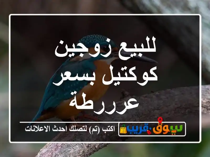 للبيع زوجين كوكتيل بسعر عرررطة