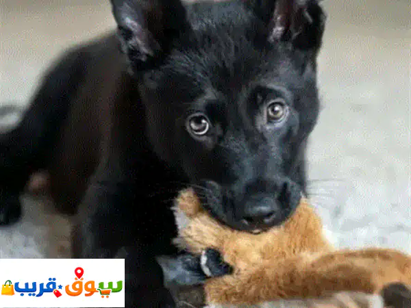 جرو جيرمن شيبرد أسود أصيل: فخامة، ذكاء، ووفاء لعائلتك!