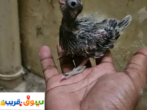 hand feeding cockatiel chick for sale