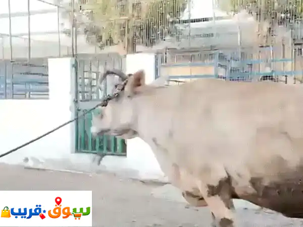 cows for sell