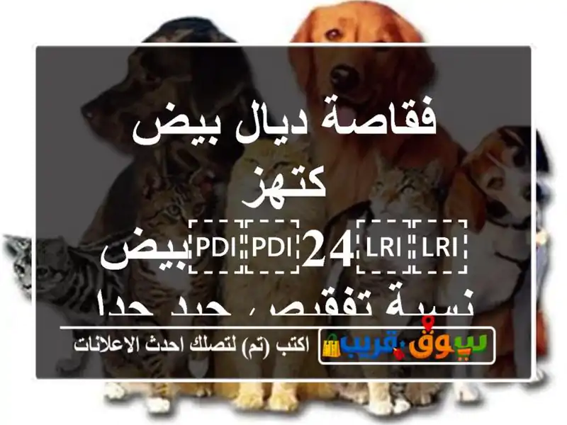 فقاصة ديال بيض كتهز ⁦⁦24⁩⁩بيض نسبة تفقيص جيد جدا
