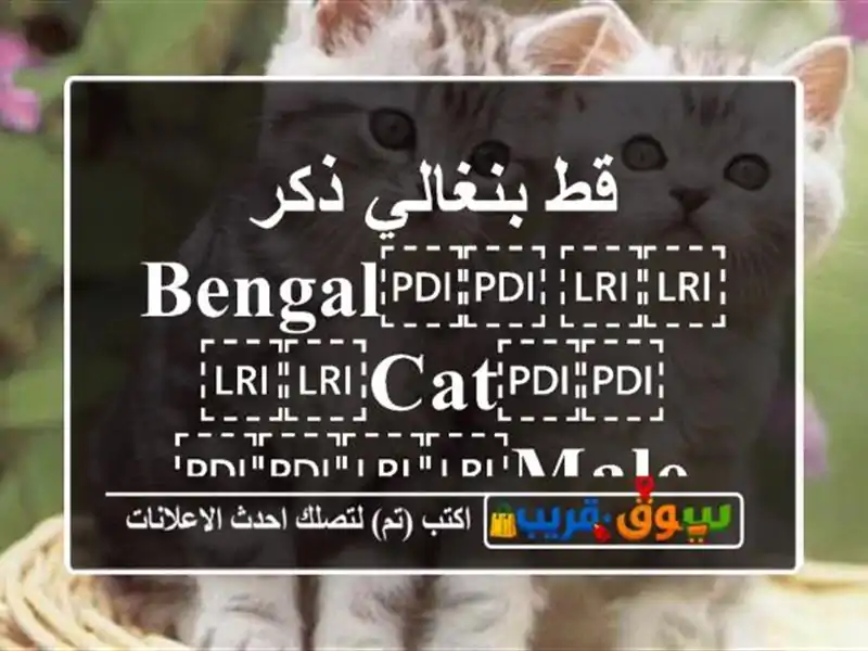 قط بنغالي ذكر ⁦⁦bengal⁩⁩ ⁦⁦cat⁩⁩ ⁦⁦male⁩⁩