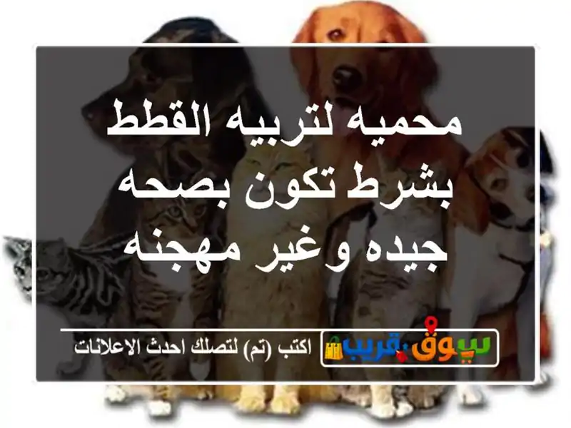 محميه لتربيه القطط بشرط تكون بصحه جيده وغير مهجنه