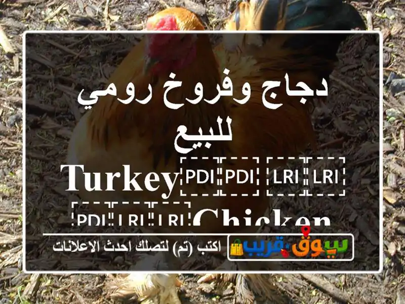 دجاج وفروخ رومي للبيع ⁦⁦Turkey⁩⁩ ⁦⁦chicken⁩⁩