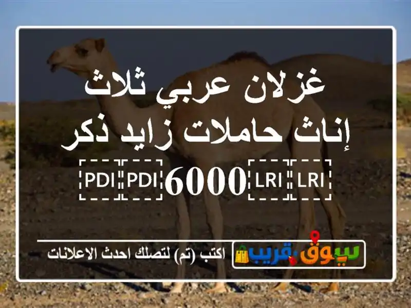 غزلان عربي ثلاث إناث حاملات زايد ذكر ⁦⁦6000⁩⁩