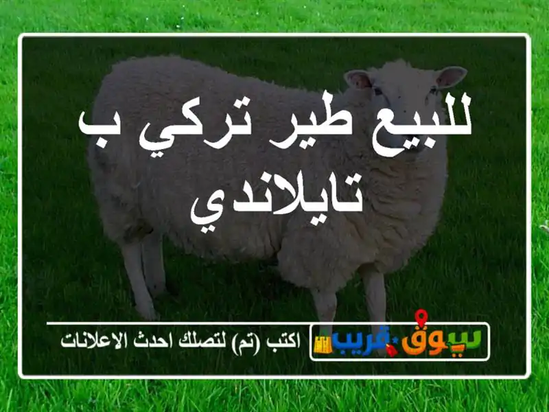للبيع طير تركي ب تايلاندي