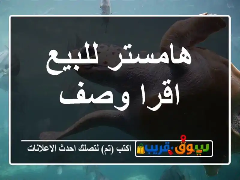 هامستر للبيع اقرا وصف