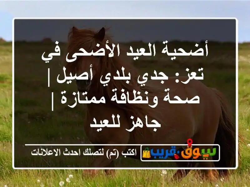 أضحية العيد الأضحى في تعز: جدي بلدي أصيل | صحة...