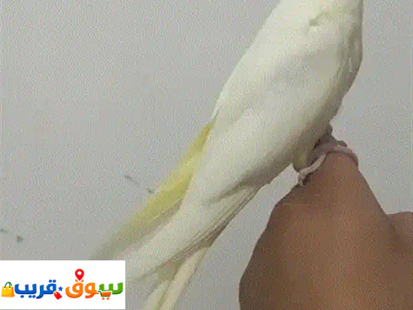 ببغاء