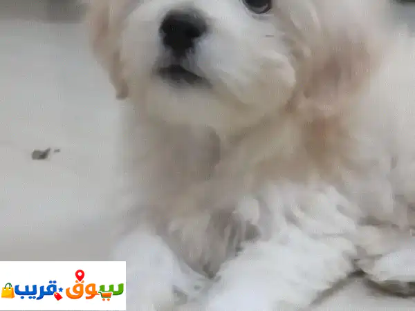 Maltese puppy for sale