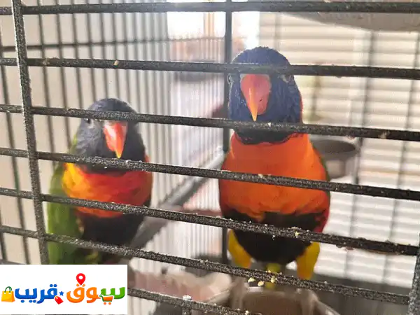 Birds for Sale