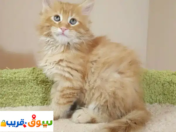 تبنَّ قطط مين كون ساحرة (مجاناً) - أضف رفيقاً...