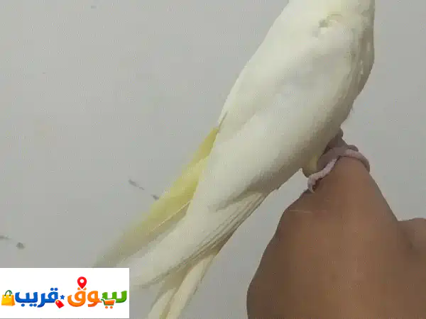 ببغاء