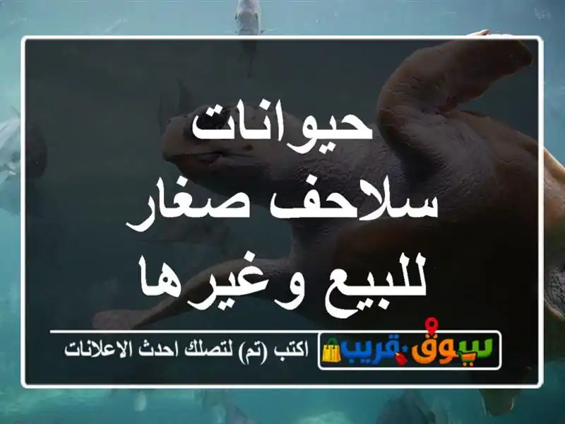 حيوانات ///سلاحف صغار للبيع وغيرها