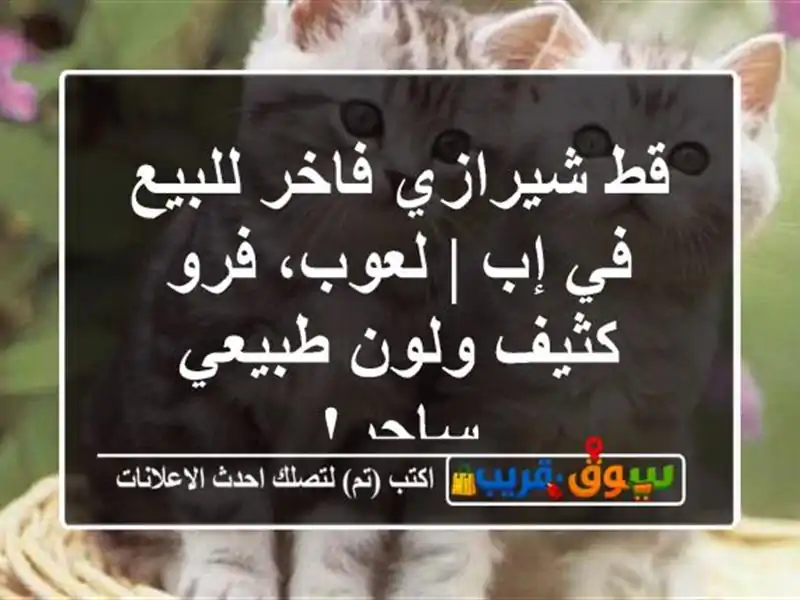 قط شيرازي فاخر للبيع في إب | لعوب، فرو كثيف ولون...