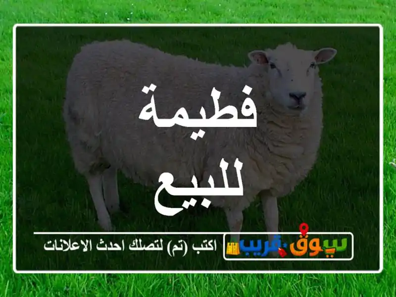 فطيمة للبيع