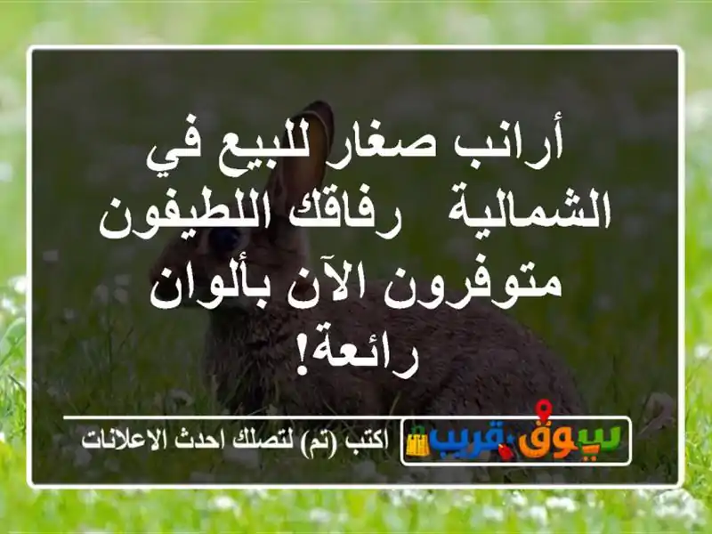 أرانب صغار للبيع في الشمالية - رفاقك اللطيفون...
